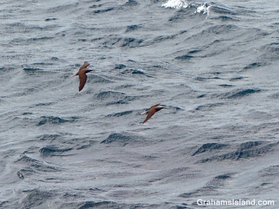 A pair of Hawaiian noddies skin the ocean.
