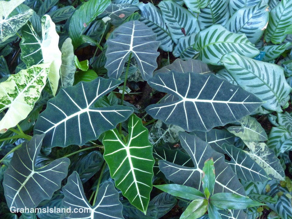 Alocasia micholitziana and Calathea bella