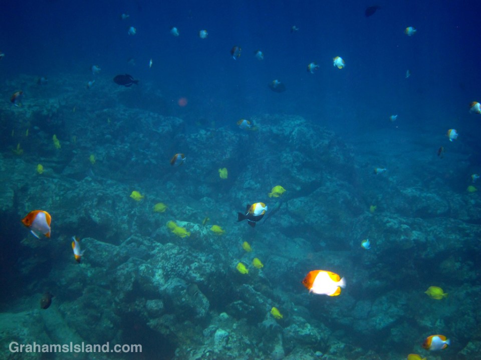 Pyramid Butterflyfish congregate with other reef fish
