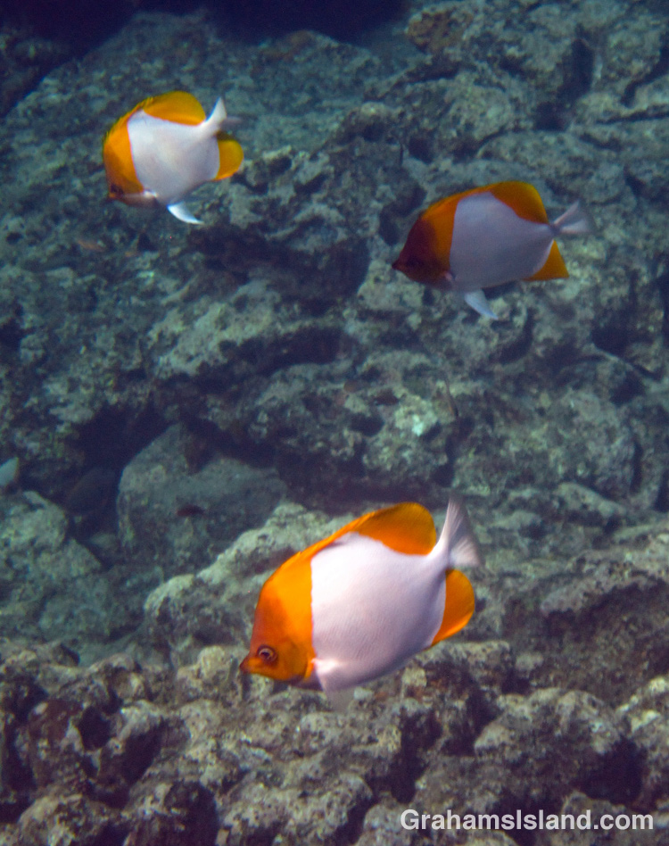 A trio of Pyramid Butterflyfish swim off the Big Island of Hawaii