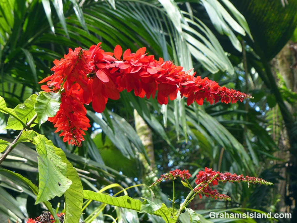 The brilliant red bracts of the Tree Poinsettia Warszewiczia Coccinea
