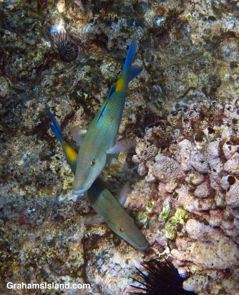 Blue goatfish are easy to identify with a good deal of blue on their bodies and a yellow patch in front of the tail.