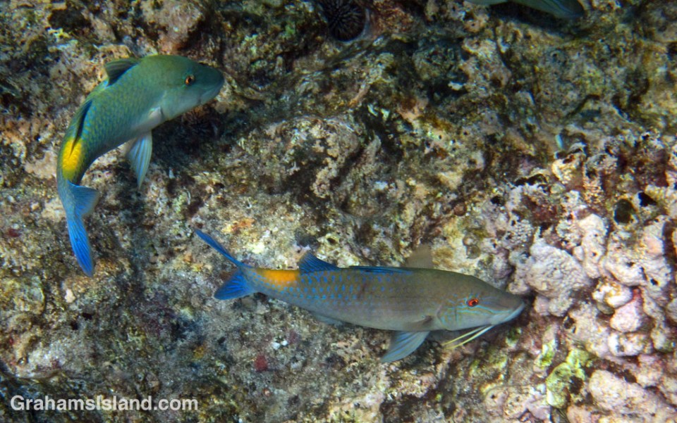 Blue goatfish are easy to identify with a good deal of blue on their bodies and a yellow patch in front of the tail.