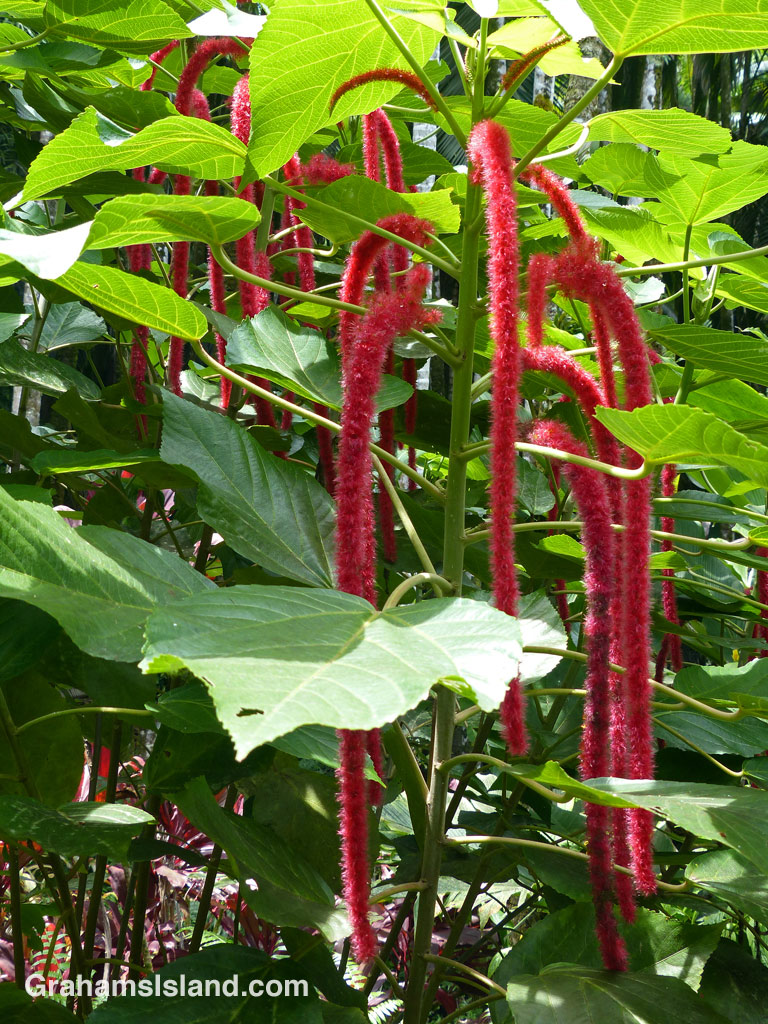 The bright, furry flowers of a chenille plant catch the eye.
