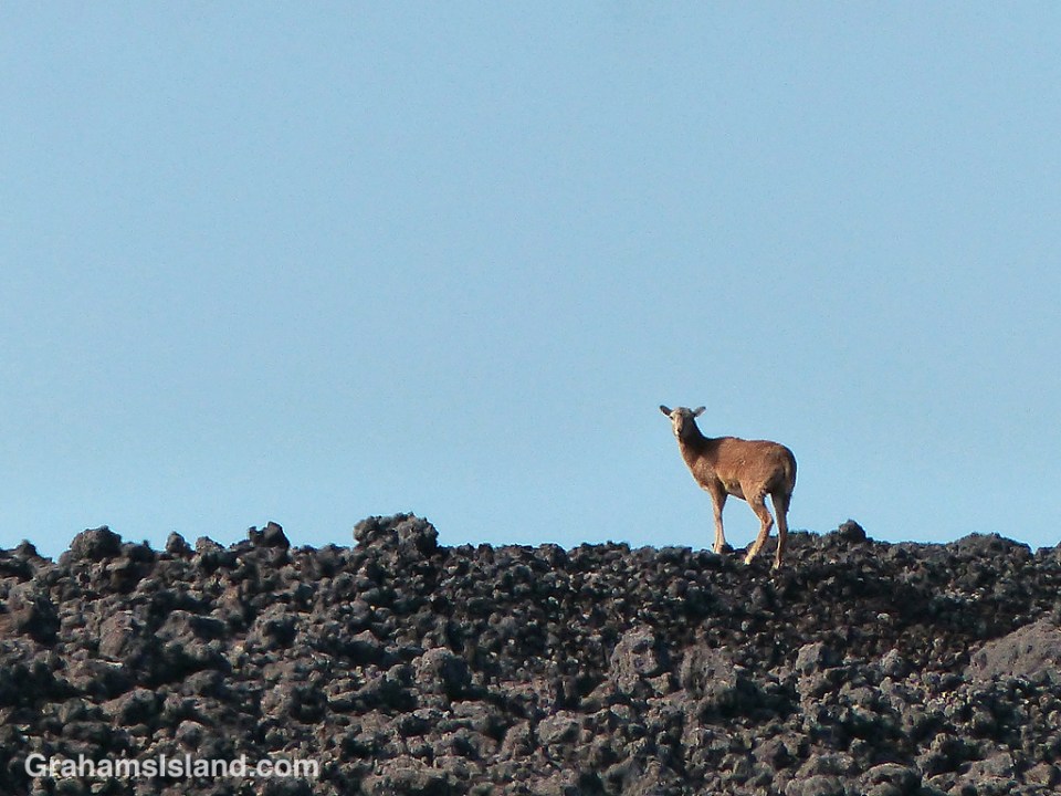 A goat scrambles over the lava alongside the Pu’u O’o trail.