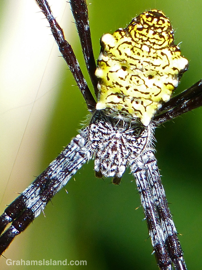 A female Hawaiian garden spider shines like a jewel.