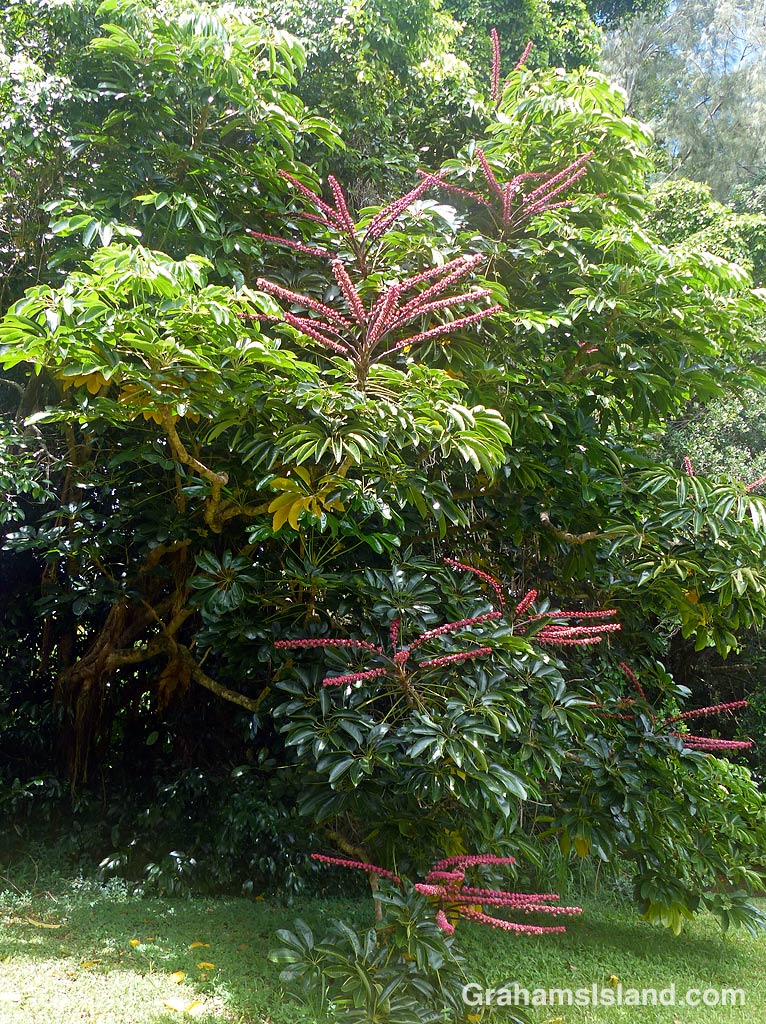 The octopus tree (Schefflera actinophylla) is also known as the he’e tree in Hawaii.