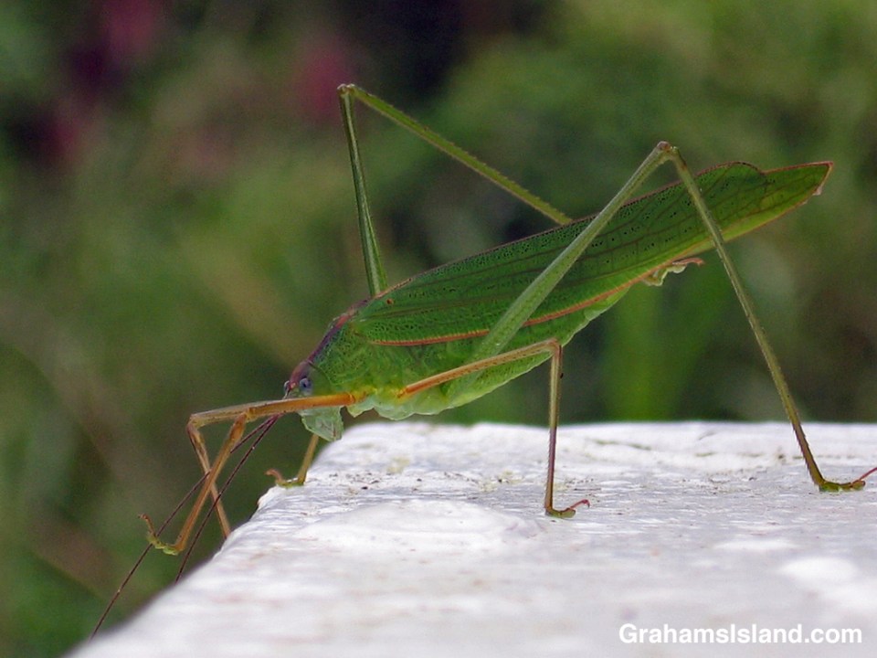 A katydid waits on the corner of a lanai.