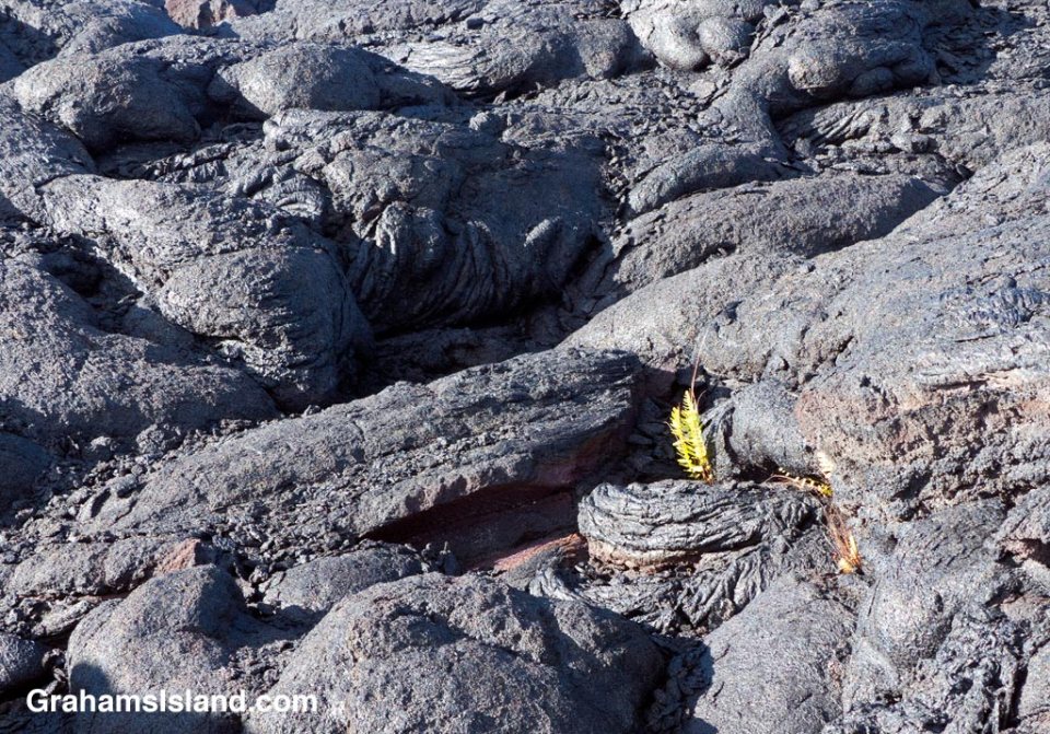 A fern gets a toehold in a field of lava.