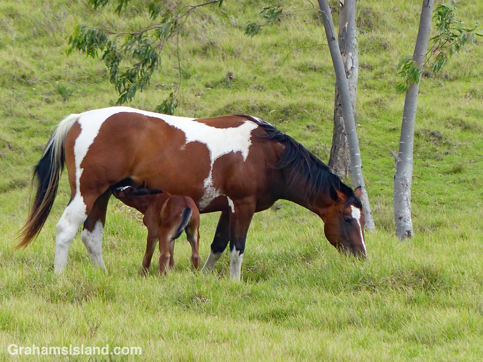 This mare and her foal were among several horses in a pasture alongside Old Saddle Road.