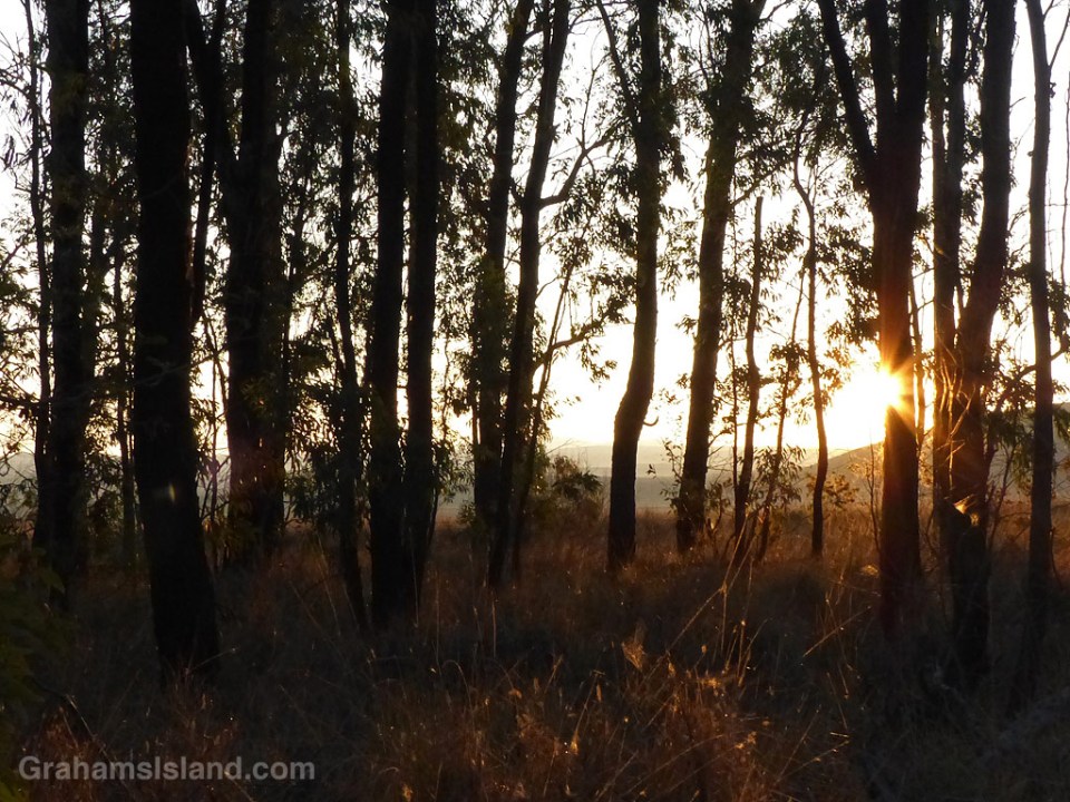 A stand of trees, off Old Saddle Road, is silhouetted by early morning sunlight.