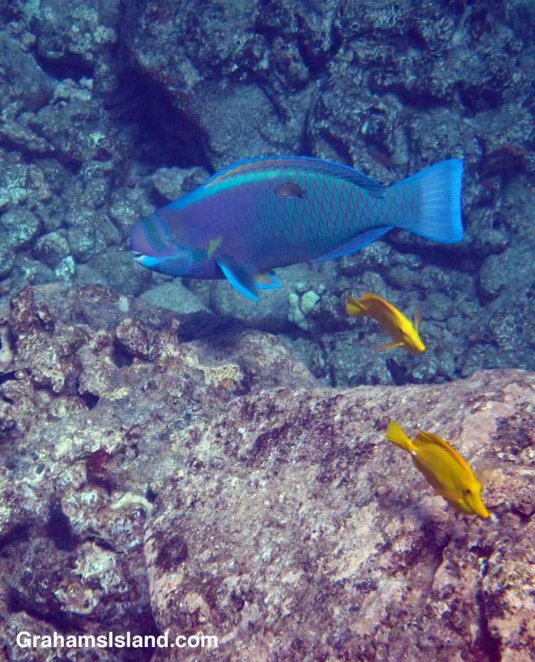 A spectacled parrotfish catches the sunlight.