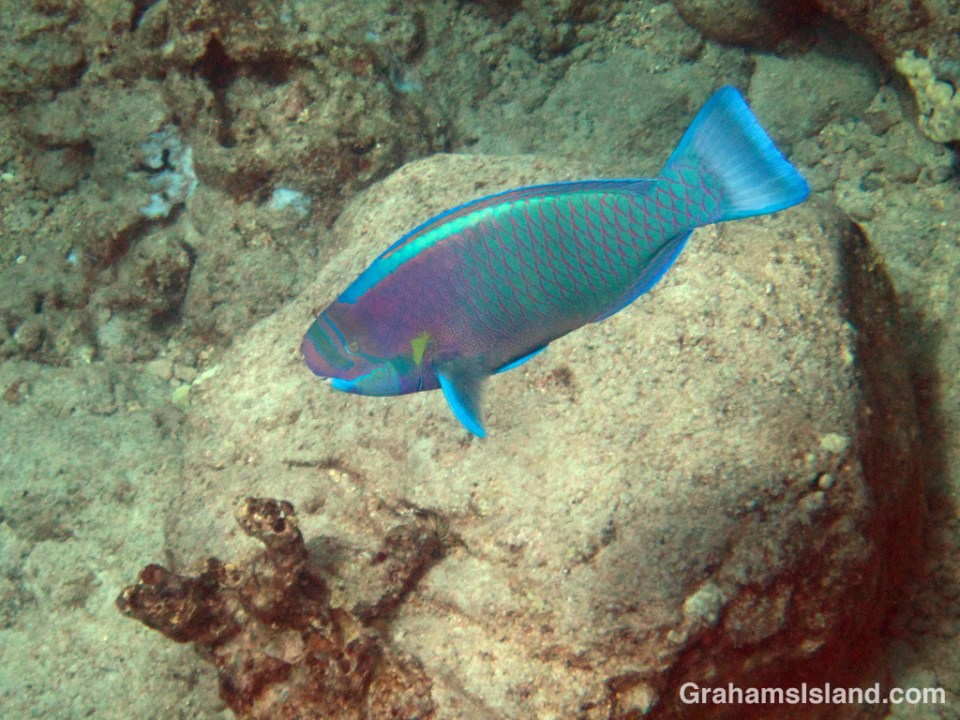 A spectacled parrotfish catches the sunlight.
