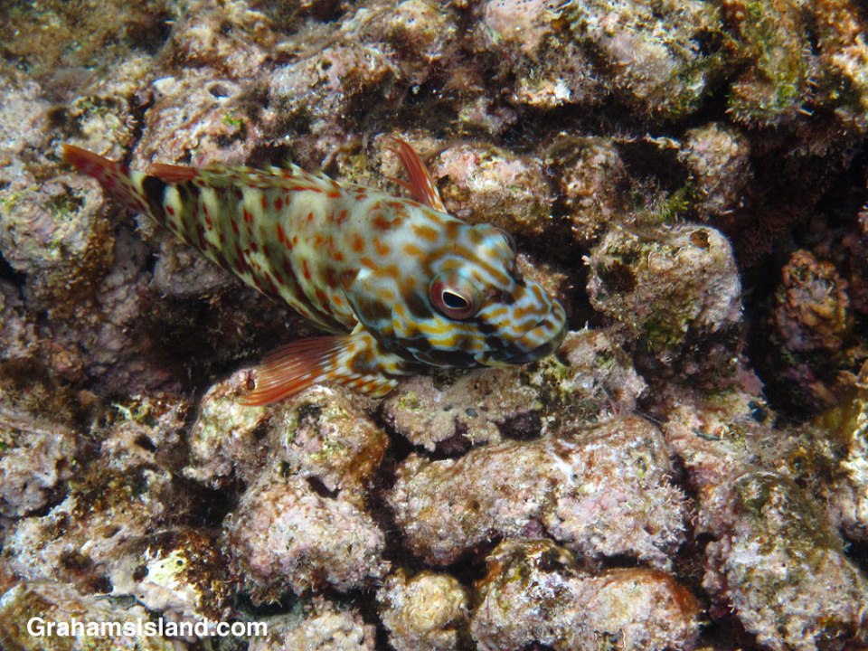 A stocky hawkfish in the waters off the Big Island of Hawaii.