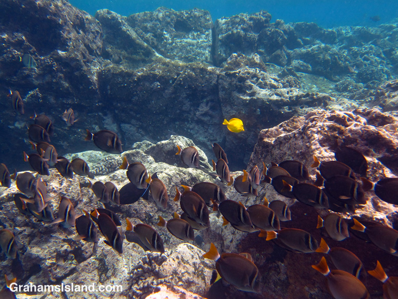 Whitebar surgeonfish swim in the waters off the Big Island of Hawaii.