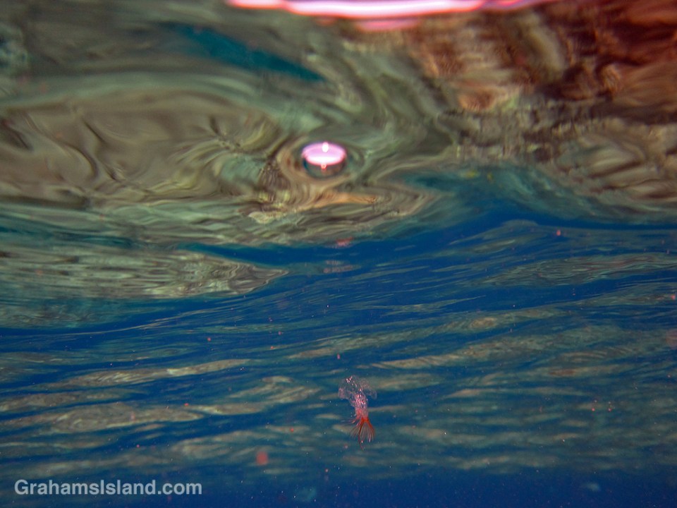 A tiny jellyfish floats in the waters off the Big Island of Hawaii.