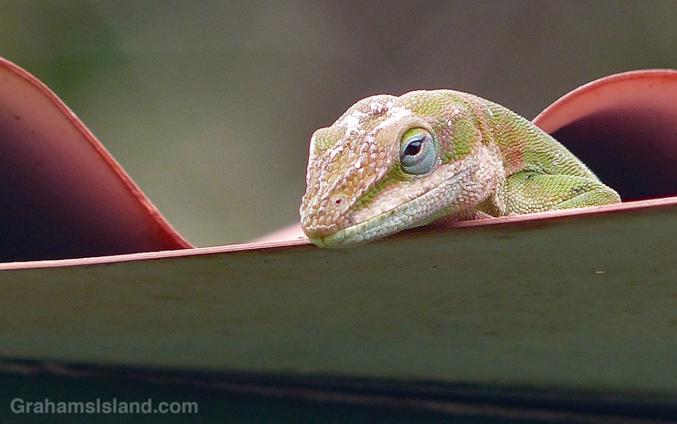 A green anole surveys his territory from the edge of a roof.
