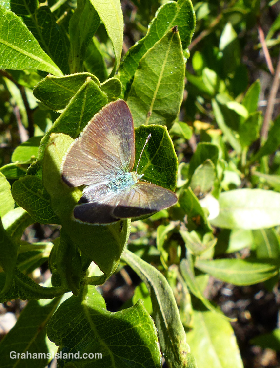 An endemic Hawaiian blue butterfly at the Palila Forest Discovery Trail