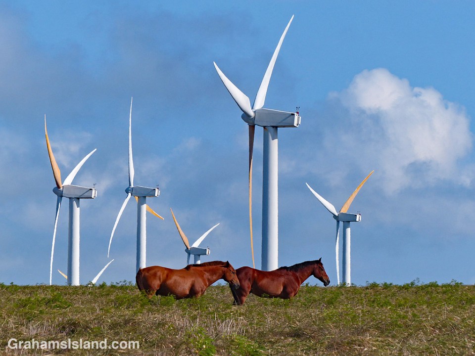This pair of horses stood motionless for a long time while the turbines of Hawi Wind Farm whirled in the background.