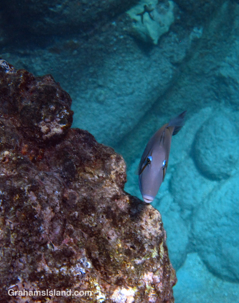 Lei triggerfish are quite common in Big Island waters.