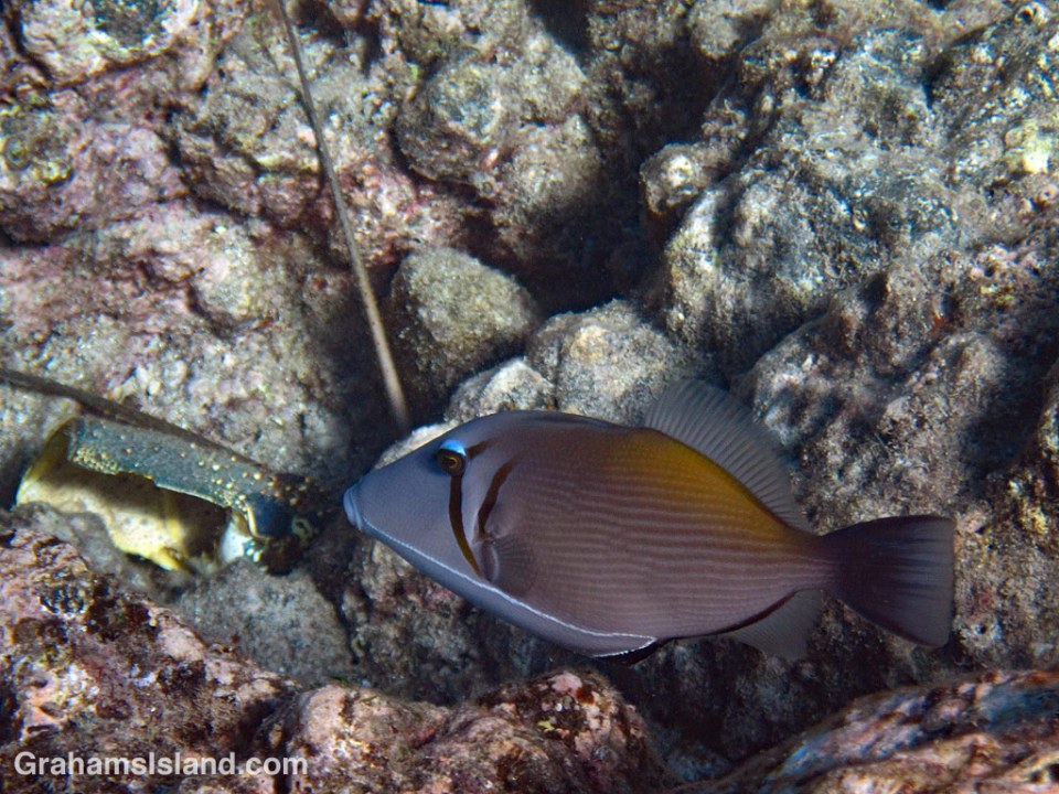 Lei triggerfish are quite common in Big Island waters.