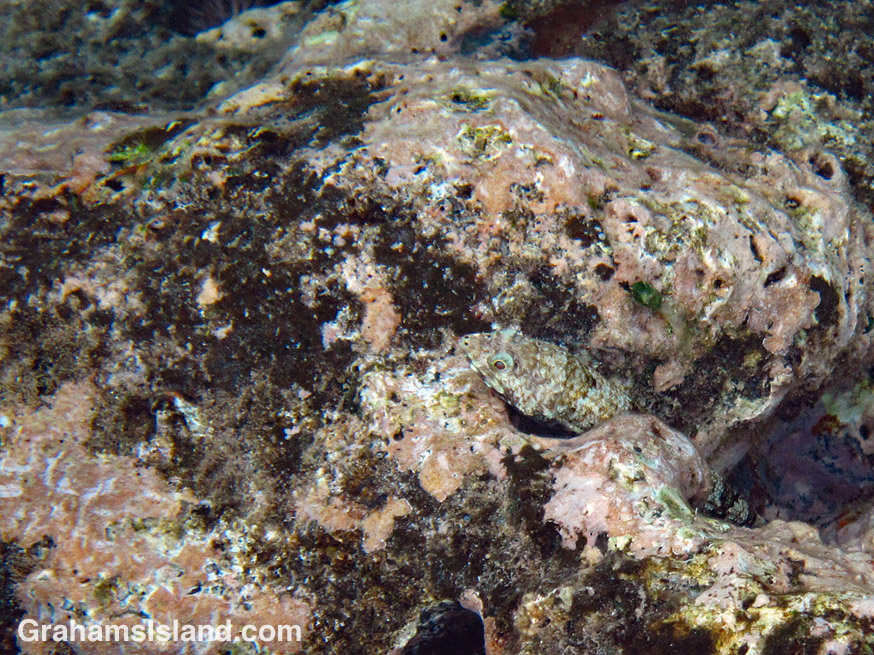 A reef lizardfish sits motionless on a rock off the Big Island of Hawaii.