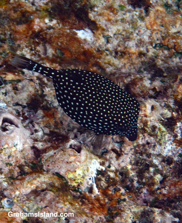 A female spotted boxfish in the water off the Big Island of Hawaii.