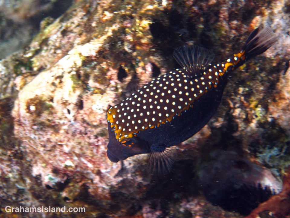 A male spotted boxfish in the water off the Big Island of Hawaii.