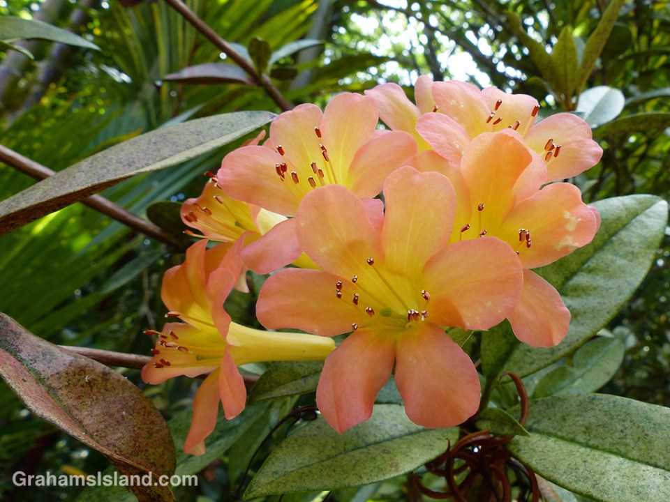 Vireya rhododendrons grow well on the Big Island and have beautiful flowers. 
