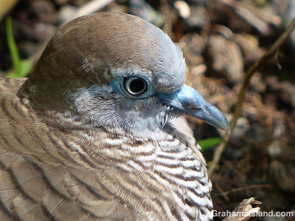 The plumage of birds at rest often has a wonderful layered look to it. This zebra dove is no exception.