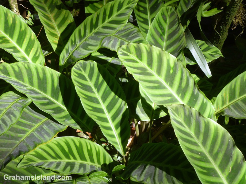 There are several plants known as zebra plant, all with strongly patterned foliage. This one is Calathea zebrina var. humilior,