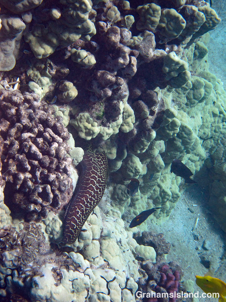 An undulating eel disappears into a patch of coral.
