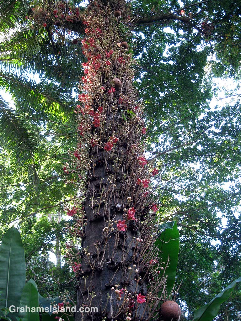 The cannonball tree (Couroupita guianensis) is pretty distinctive.