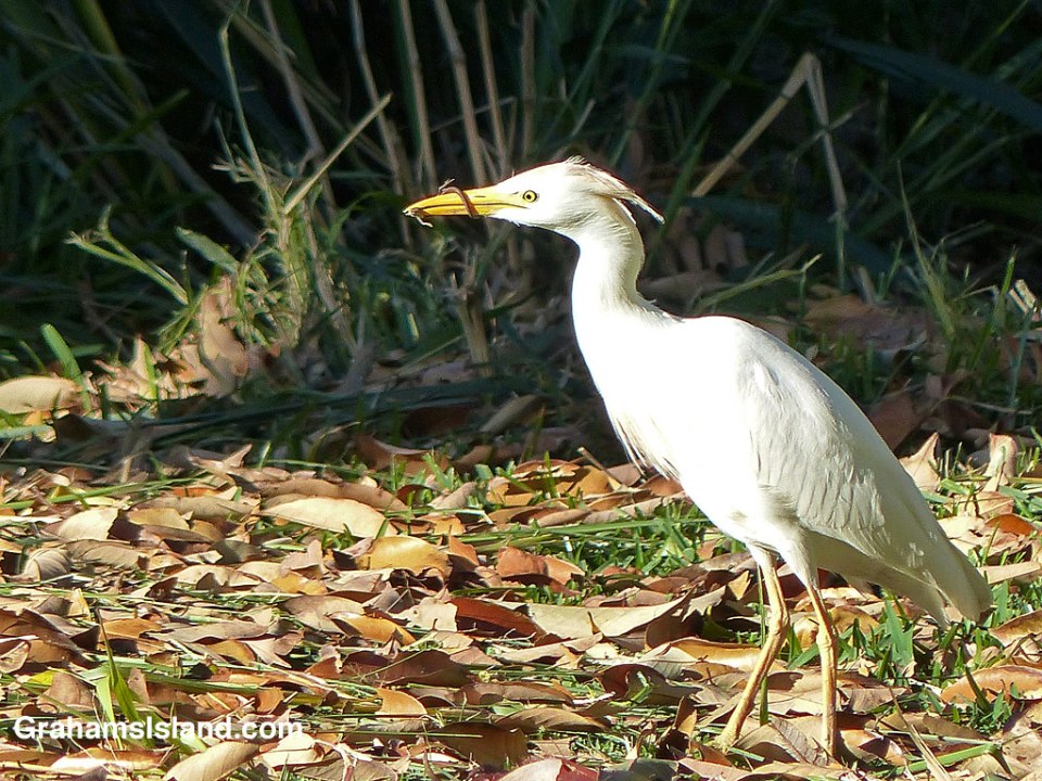 A cattle egret wrestles with a green anole.