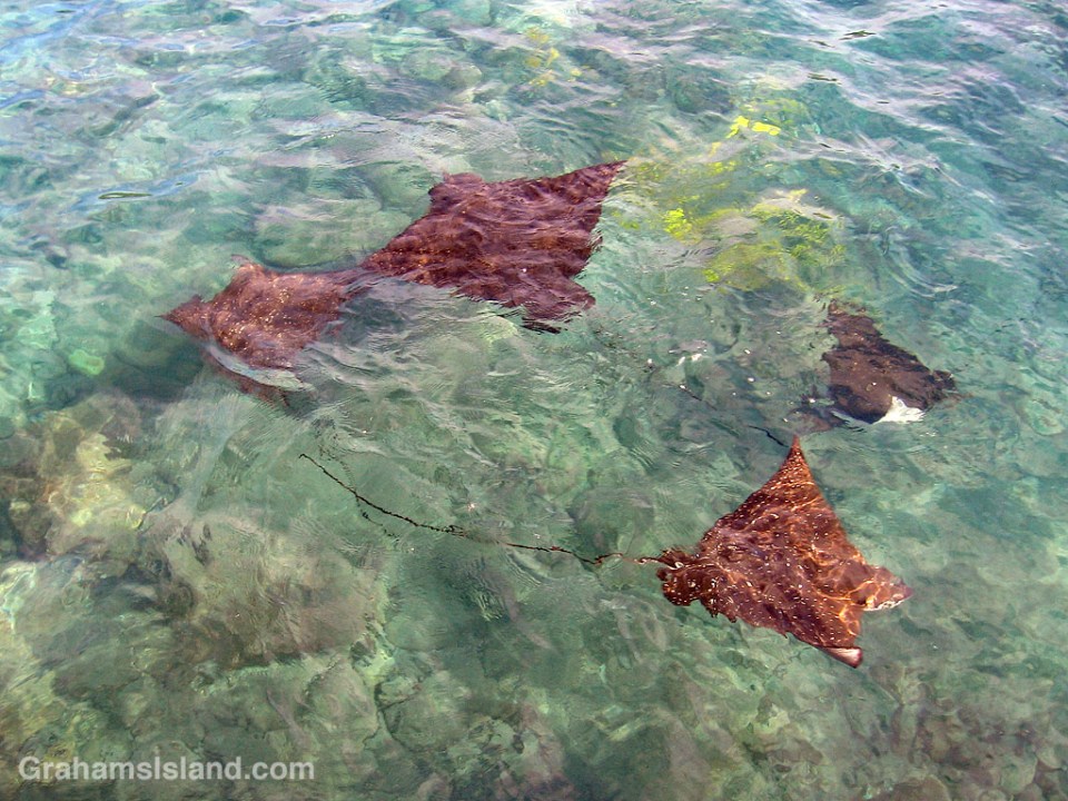 Four spotted eagle rays in the waters off the Big Island of Hawaii