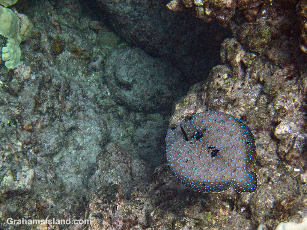 A flowery flounder swims off the Big Island of Hawaii.