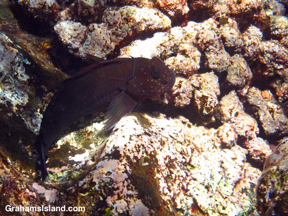 A Gargantuan Blenny rests on a patch of coral