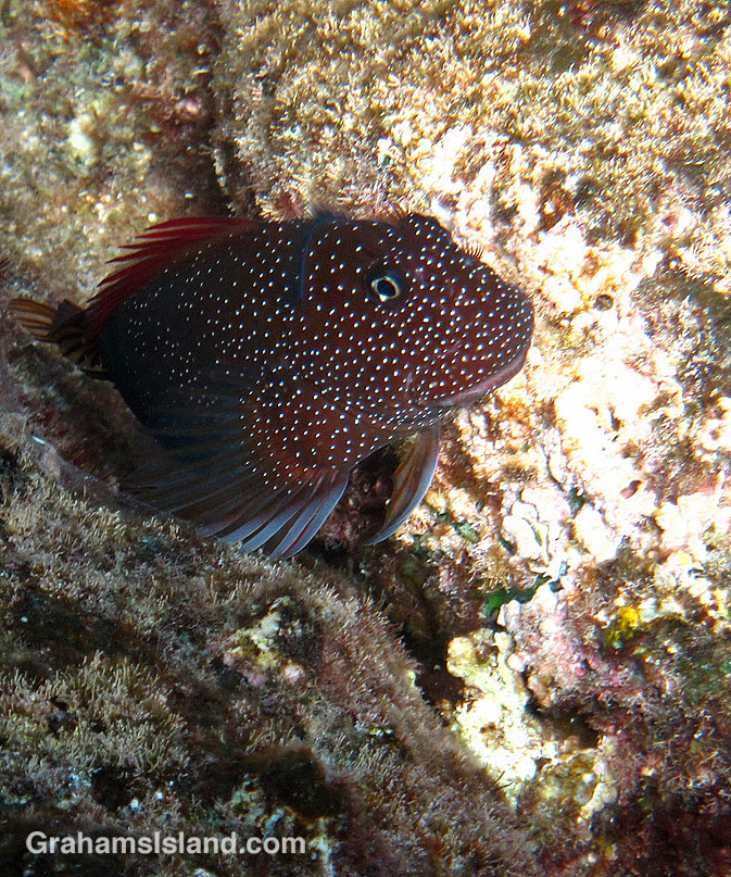 A Gargantuan Blenny rests between rocks.