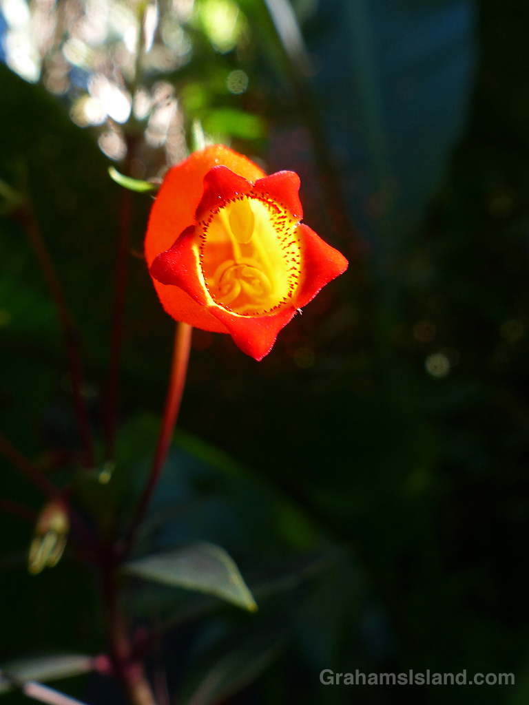 Gloxinia sylvatica ‘Bolivian Sunset’ at Hawaii Tropical Botanical Garden 