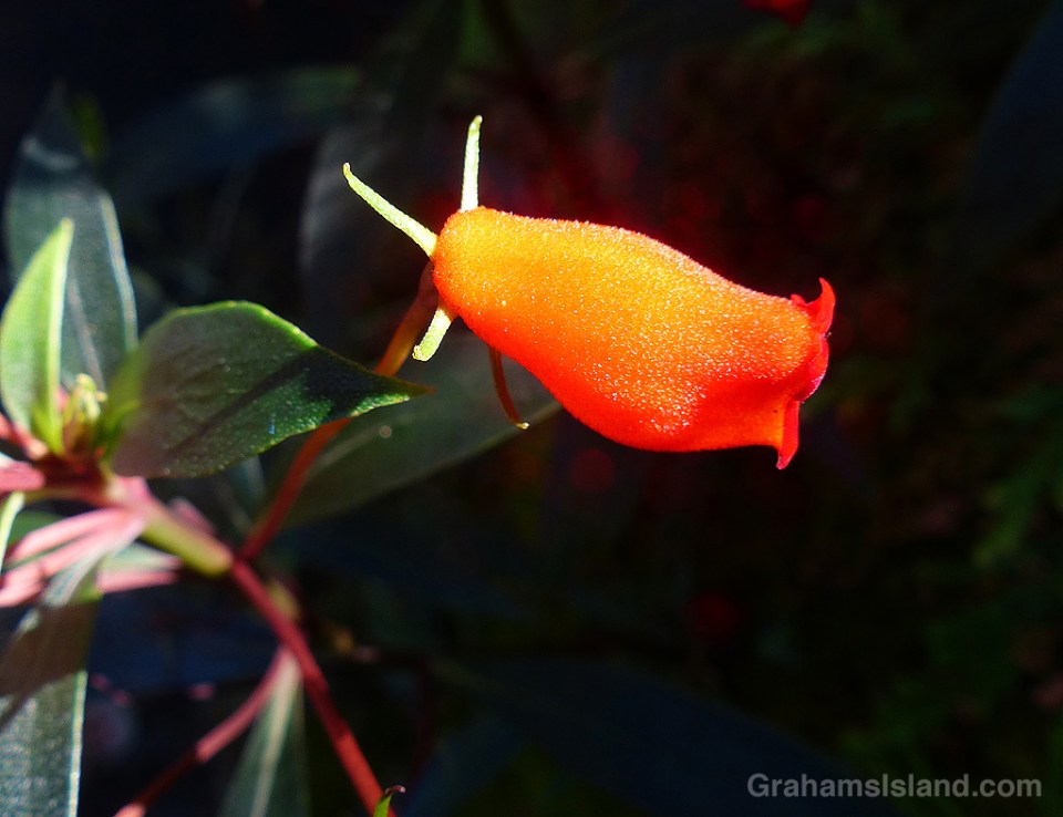 Gloxinia sylvatica ‘Bolivian Sunset’ at Hawaii Tropical Botanical Garden 