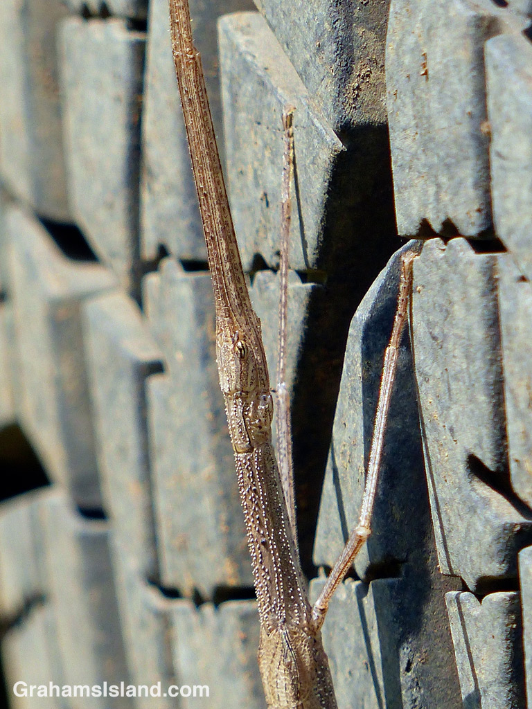 A stick Insect rests on a truck tire