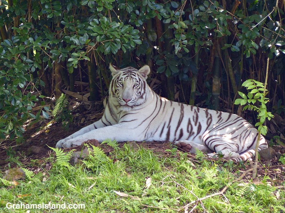 White Bengal tiger, Tzatziki, rests in the shade