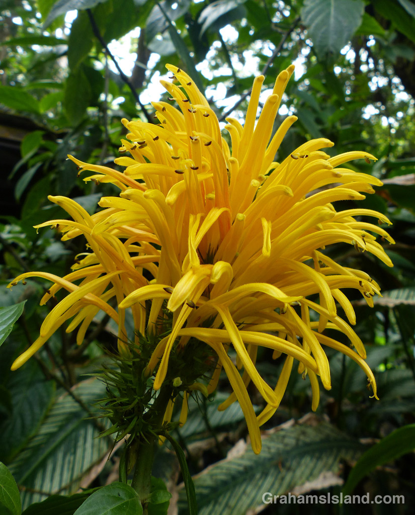 A yellow plume flower (Justicia aurea) at the Hawaii Tropical Botanical Garden.