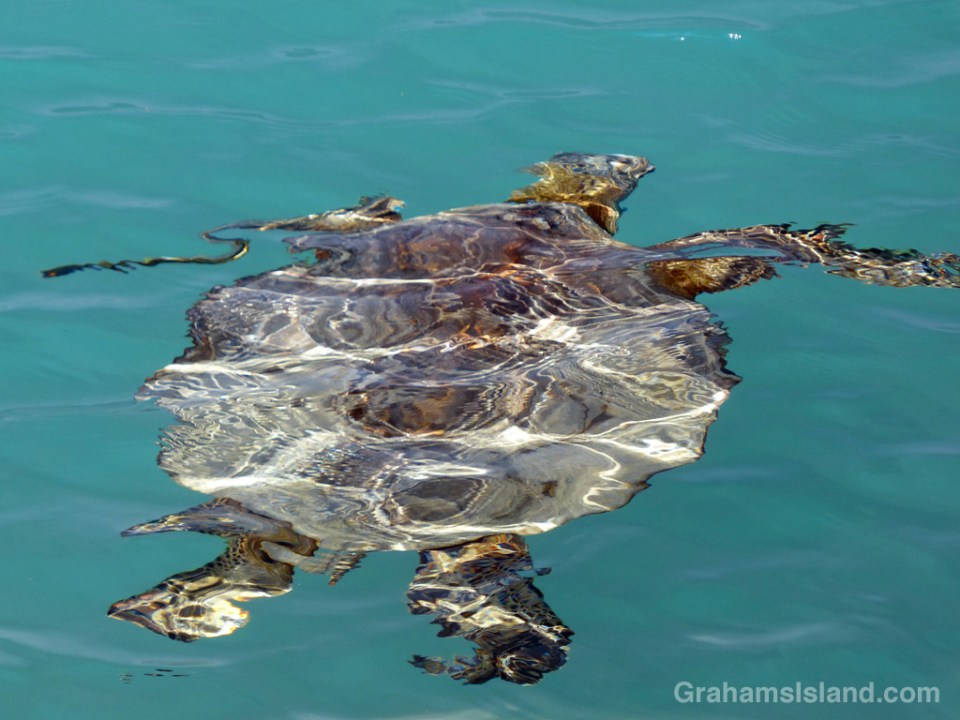A green turtle takes on a different appearance as it swims through the waters of Kiholo Bay.
