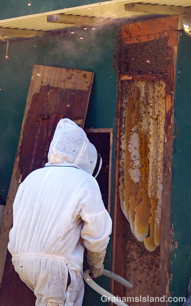 A beekeeper removes a swarm of bees nesting in a wall