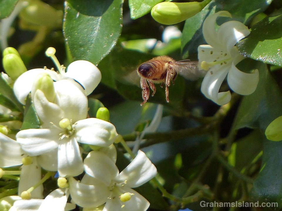 A bee approaches a mock orange flower.