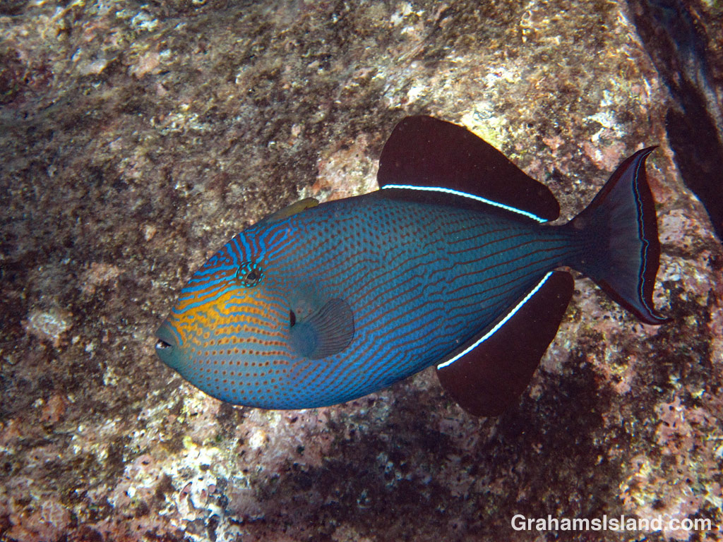 A black triggerfish showing colors when it is agitated or aroused