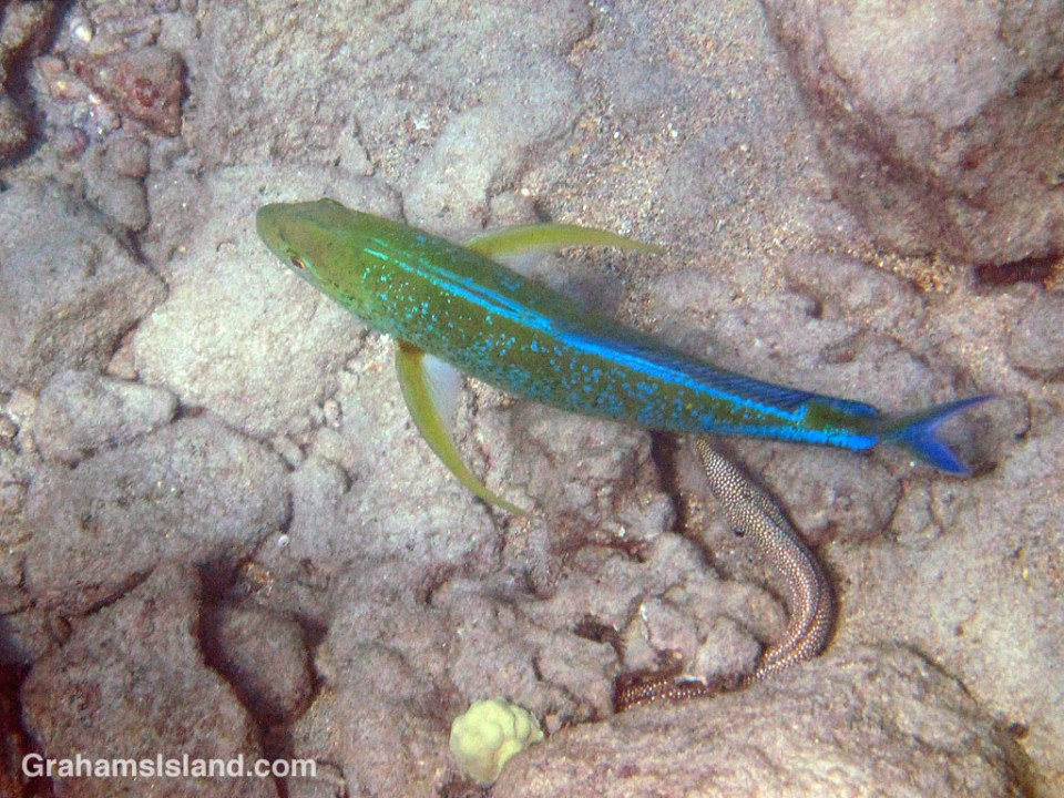 A Bluefin Trevally and Whitemouth Moray Eel hunting in the waters off the Big Island of Hawaii