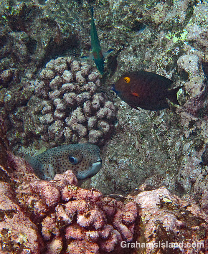 A giant porcupinefish peeks out from behind a rock