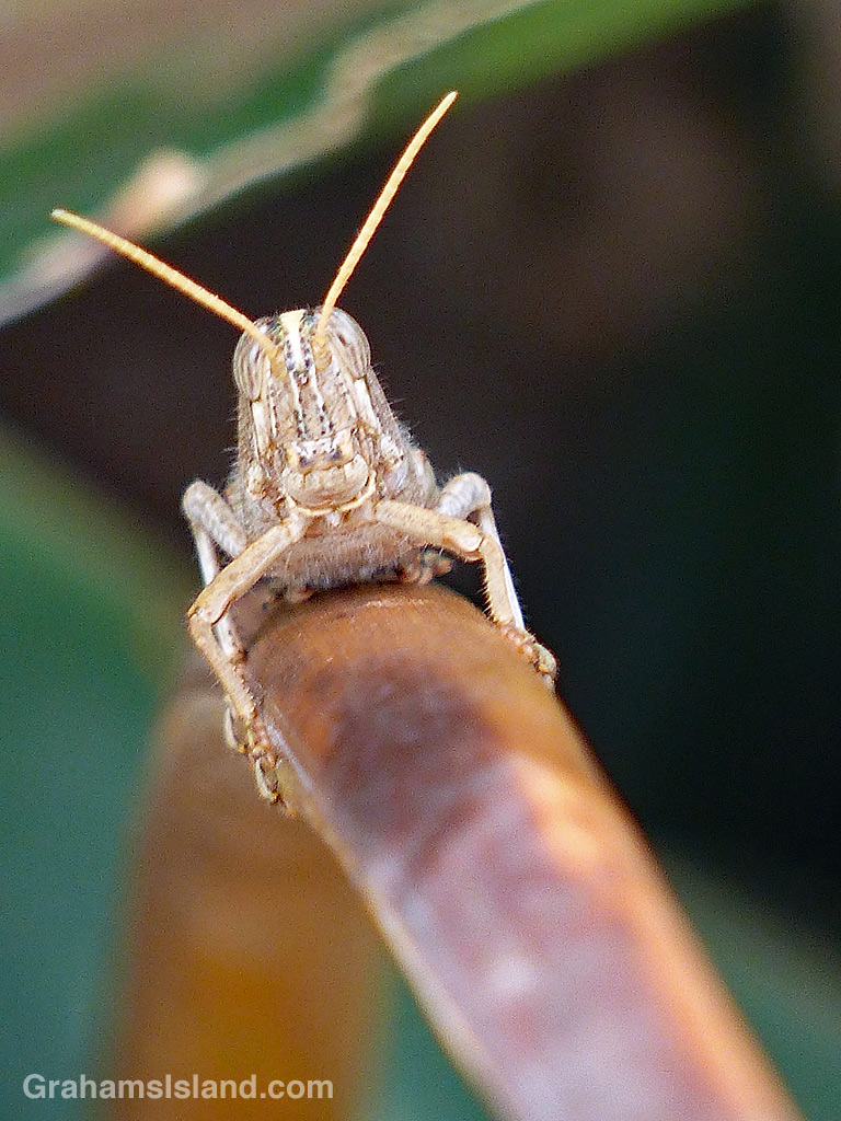 A grasshopper on a curved stem